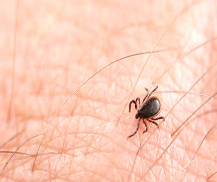 Our Holistic Approach to Treating Lyme Disease