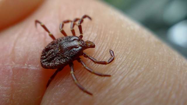 Tests for Lyme disease aren