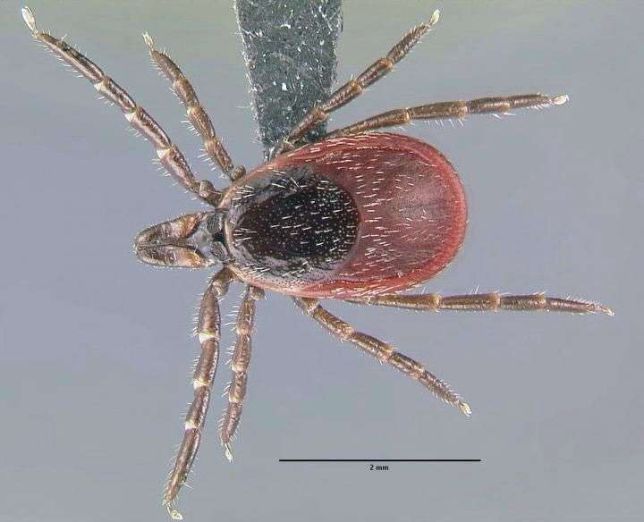 Ticks That Can Carry Lyme Disease Are Spreading Across the ...