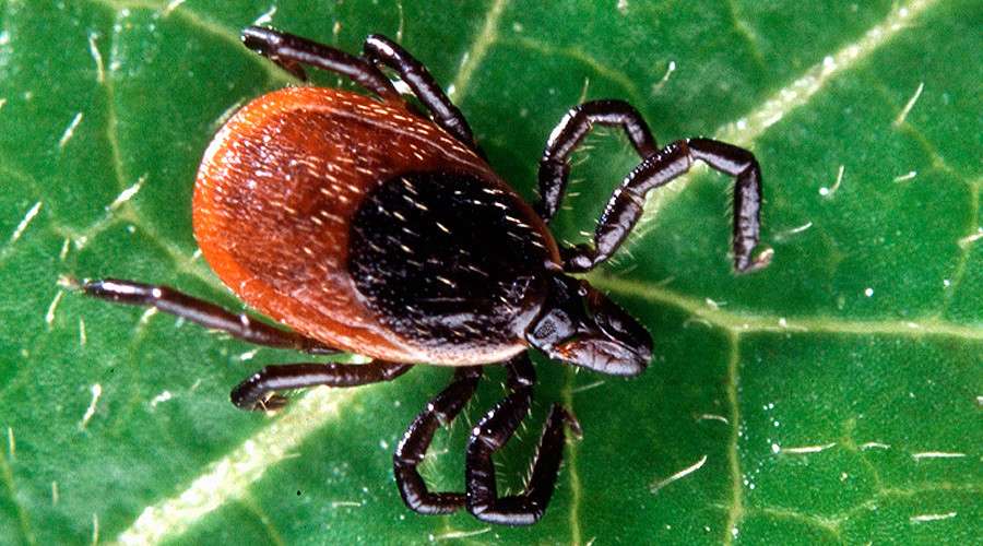 Ticks That Carry Lyme Disease Now In 45% Of US Counties ...