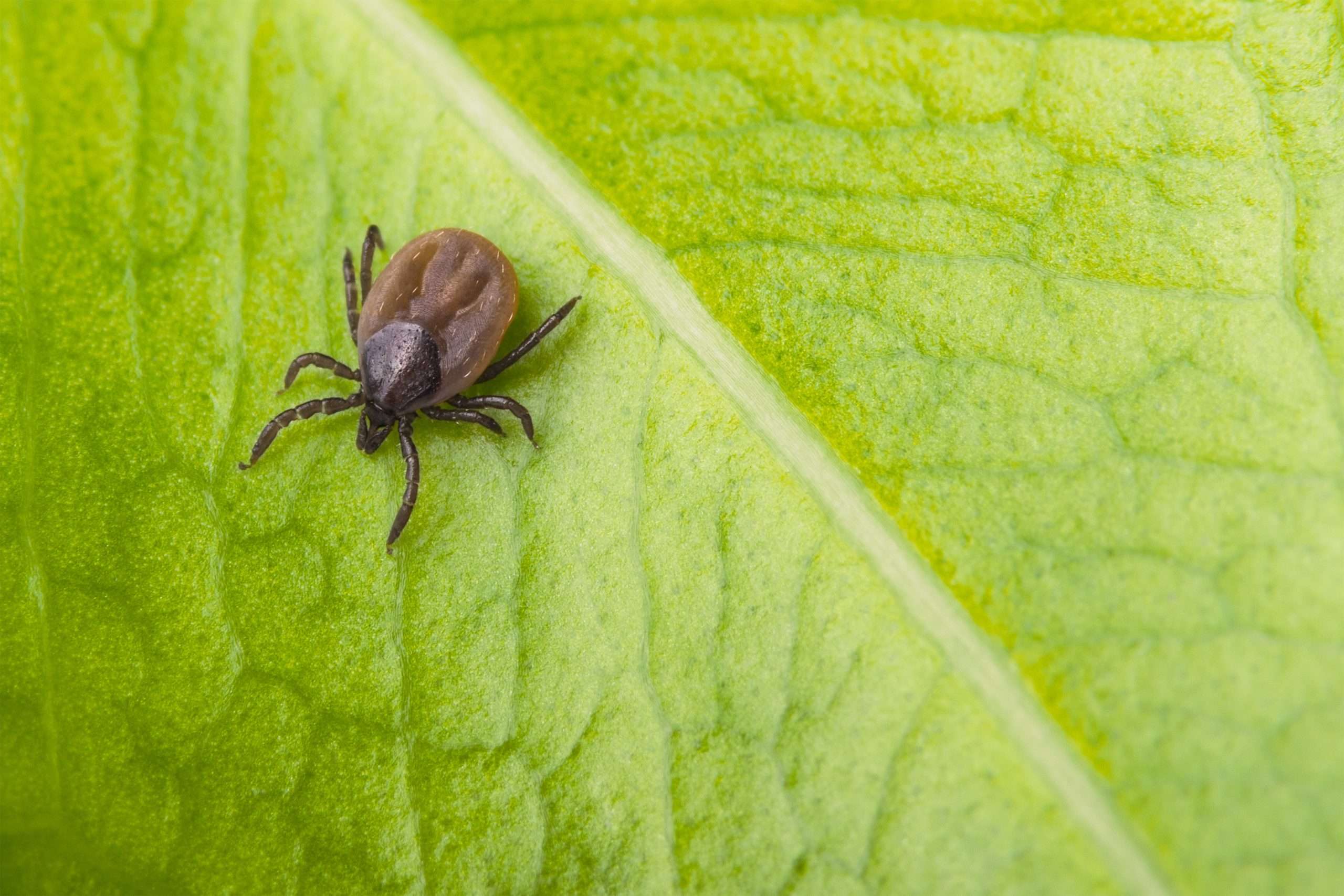 Which Ticks Carry Lyme Disease?