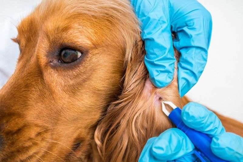 Everything You Need to Know About Canine Lyme Disease