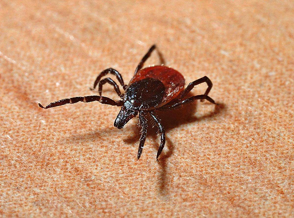 More Ticks, More Chances for Contracting Lyme Disease in Wisconsin