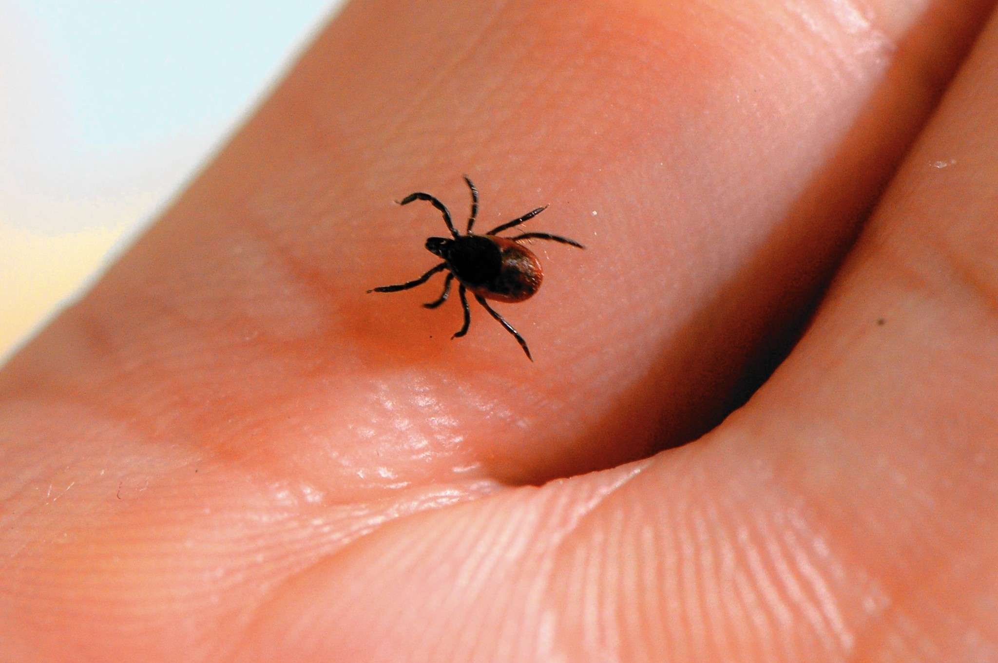 New research finds 1 in 5 deer ticks carry Lyme disease in Lehigh ...