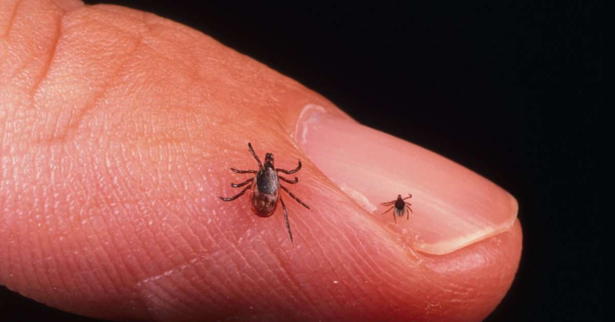 Powassan Virus Also Spread By Ticks, More Dangerous than Lyme Disease ...