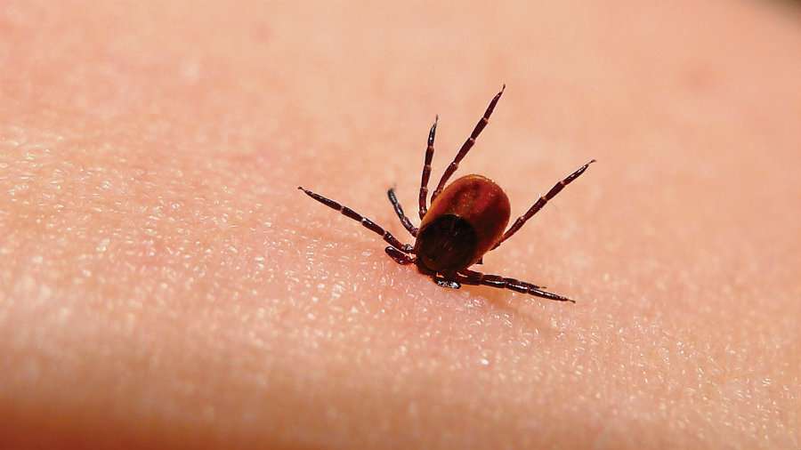 Study refutes lasting treatment for Lyme disease