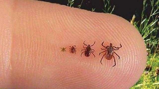 Treating Lyme Disease Naturally &  Effectively