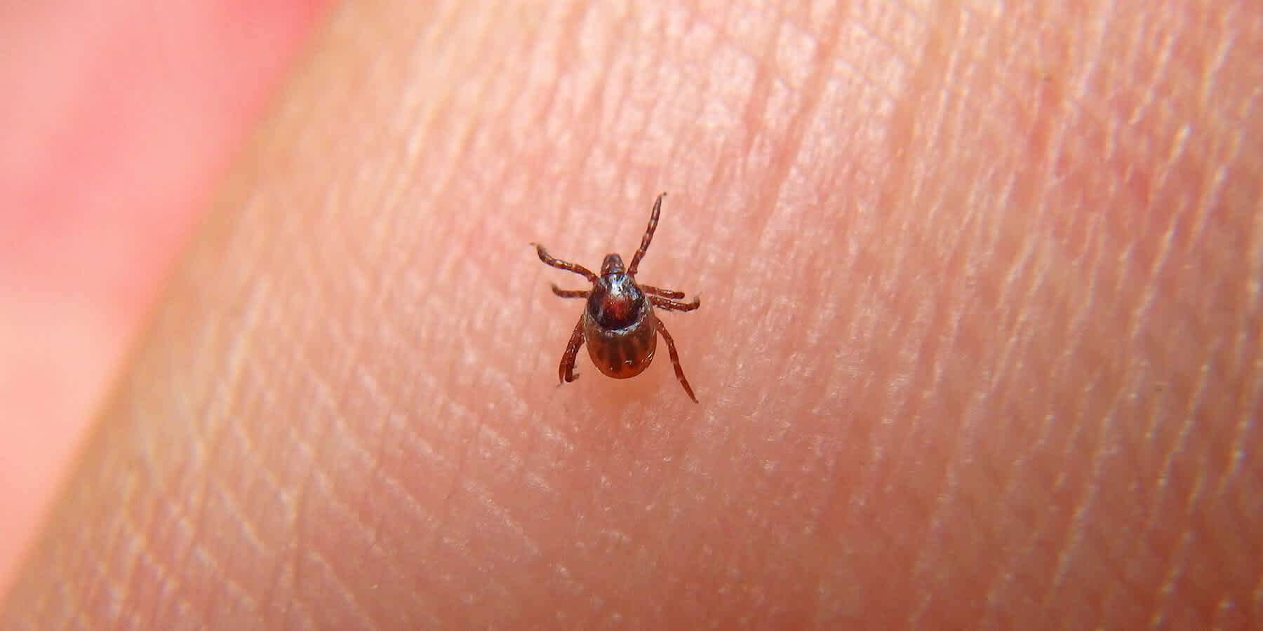 Types of ticks that carry Lyme disease