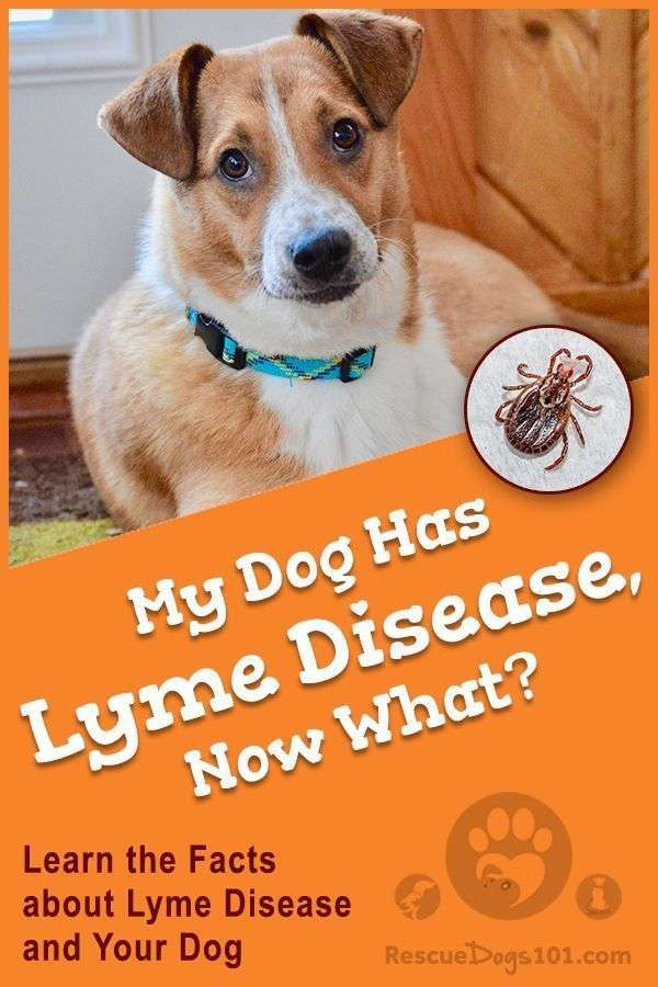 What You Need to Know About Lyme Disease and Your Dog
