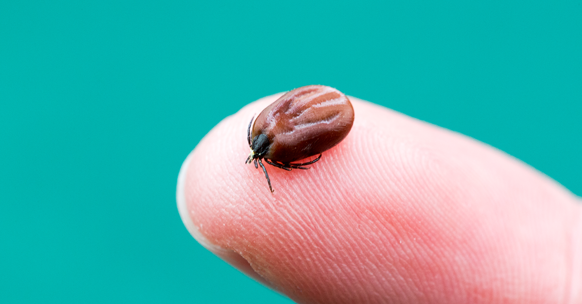 Why Lyme disease can be so hard to diagnose and treat