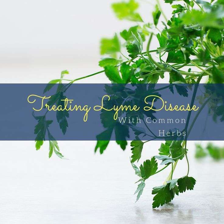 Common Herbs Used To Treat Lyme Disease
