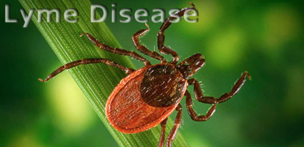 Do You Have Lyme Disease?