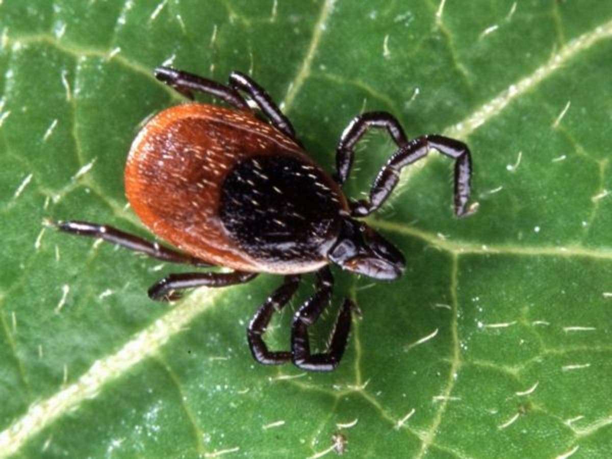 Doctors Warn Of Increased Risk For Lyme Disease This Summer On Long ...
