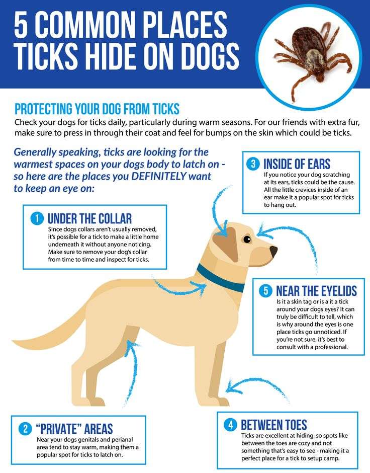 Does Your Dog Have Lyme Disease?