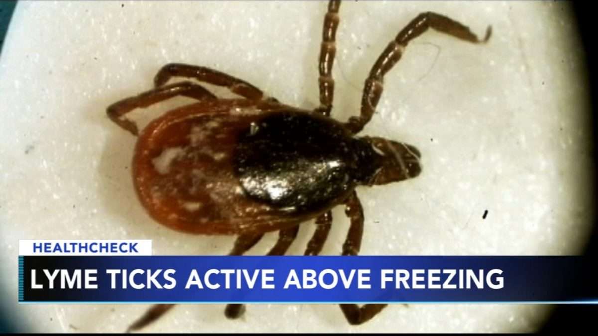 Even in winter, Lyme ticks can be a threat