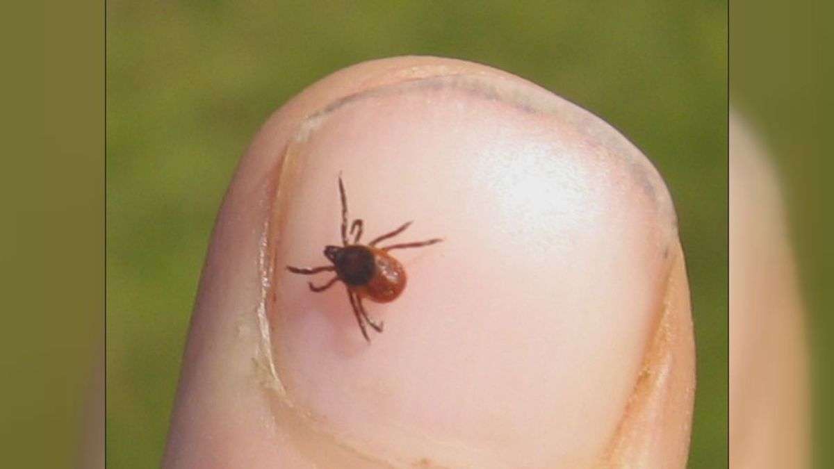 Experts worry about bad tick season during COVID