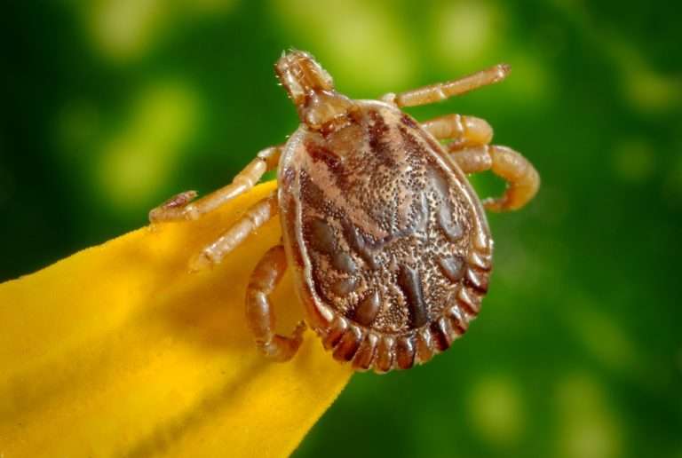 How to Remove a Tick and Get it Tested for Lyme Disease