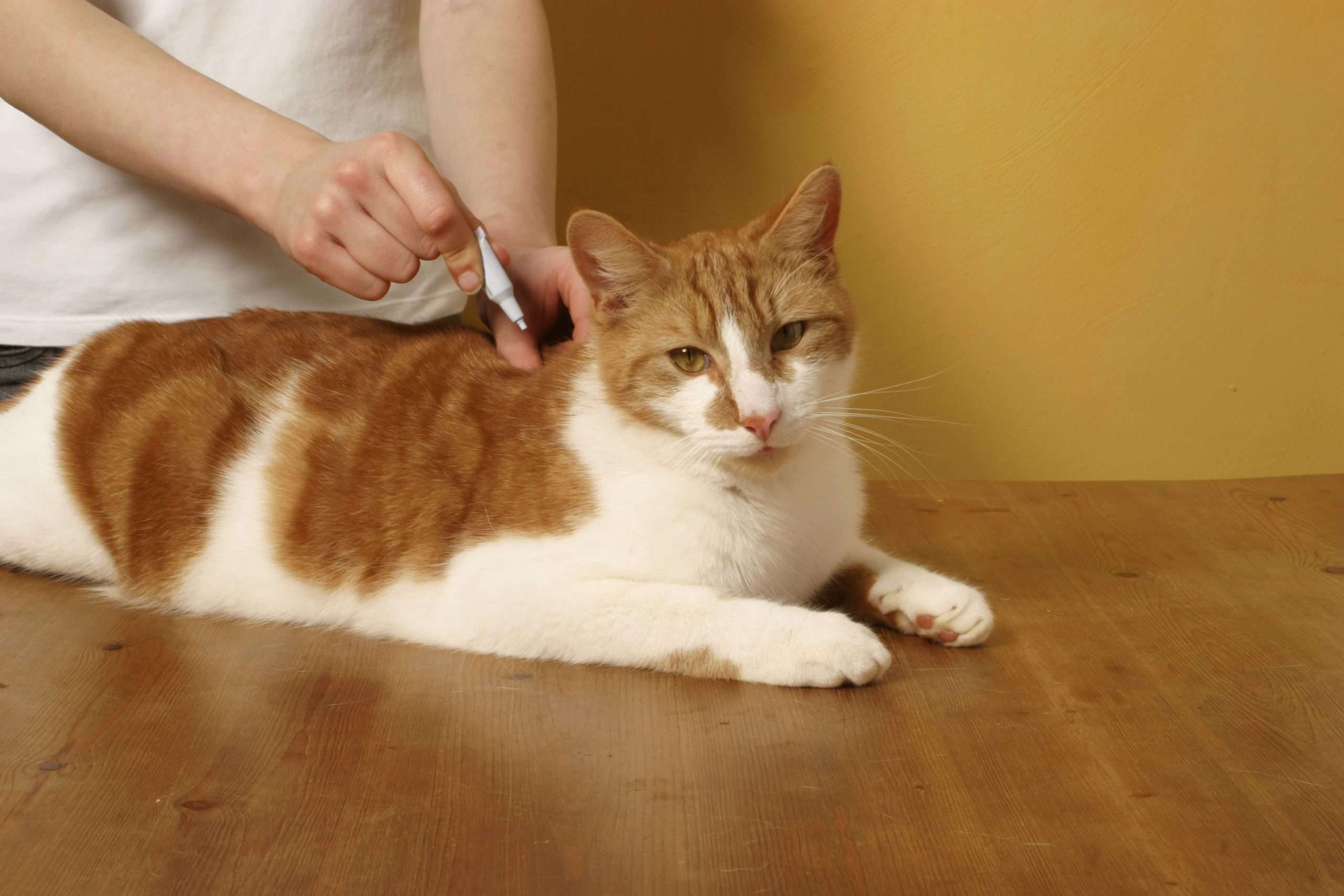 How to Treat Lyme Disease in Cats