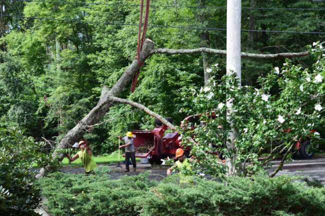 Lyme CT Tree Service &  Tree Removal