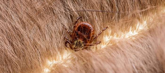 Lyme Disease in Cats: Causes, Signs, Diagnosis, Treatment and Control