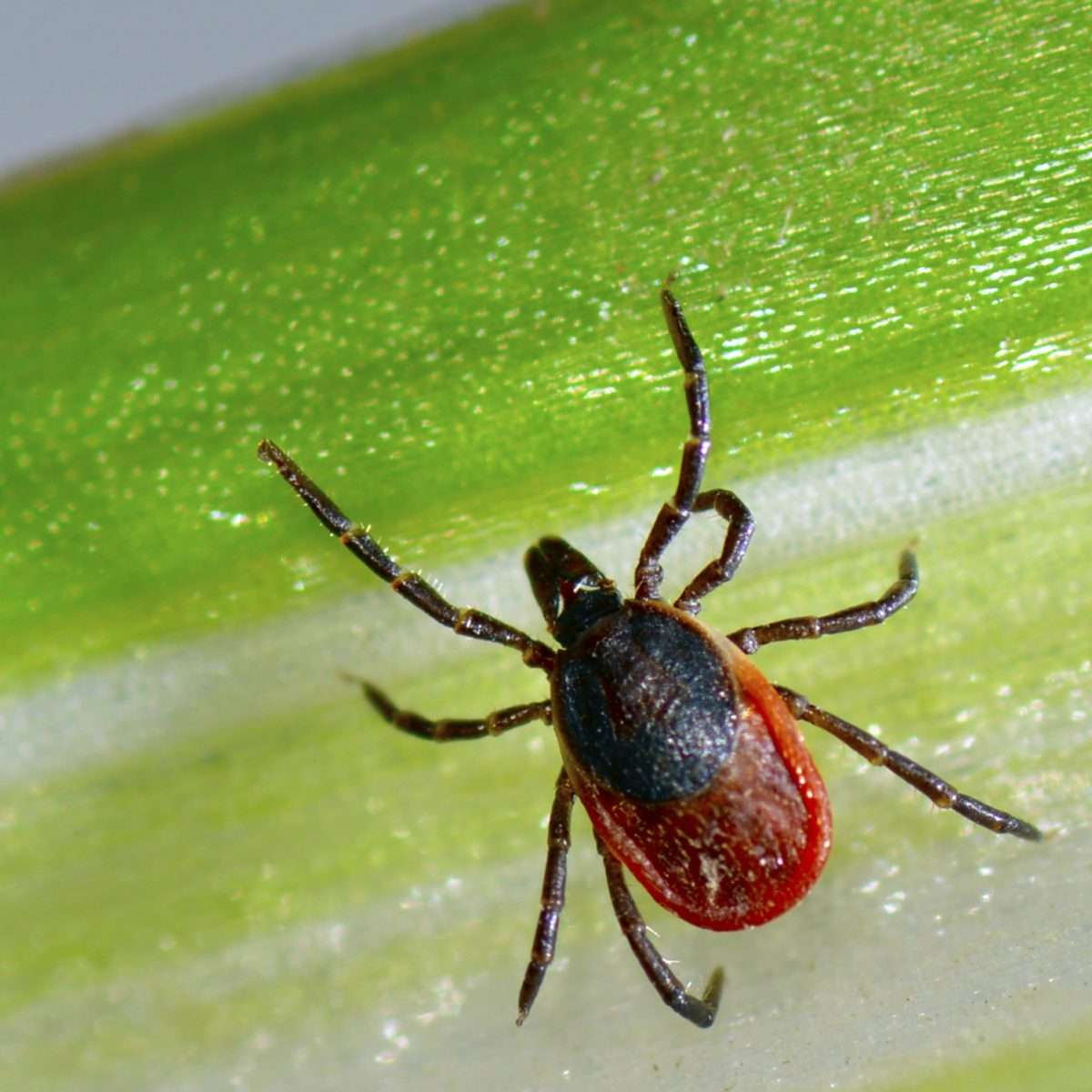 Lyme Disease in Dogs: Symptoms and Solutions
