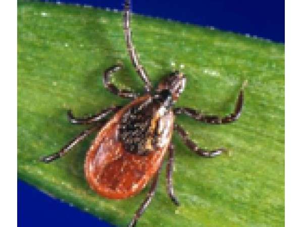 Officials Brace for Bad Tick, Lyme Disease Season