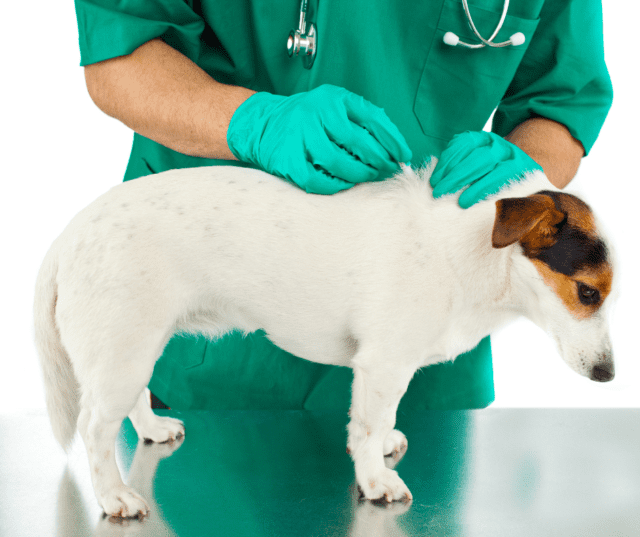 Prevention of Lyme Disease in Dogs Month â April 2021