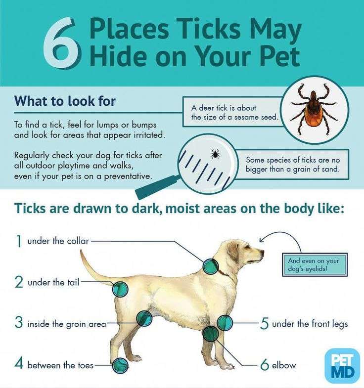 Signs and Symptoms of Lyme Disease in Dogs in 2020