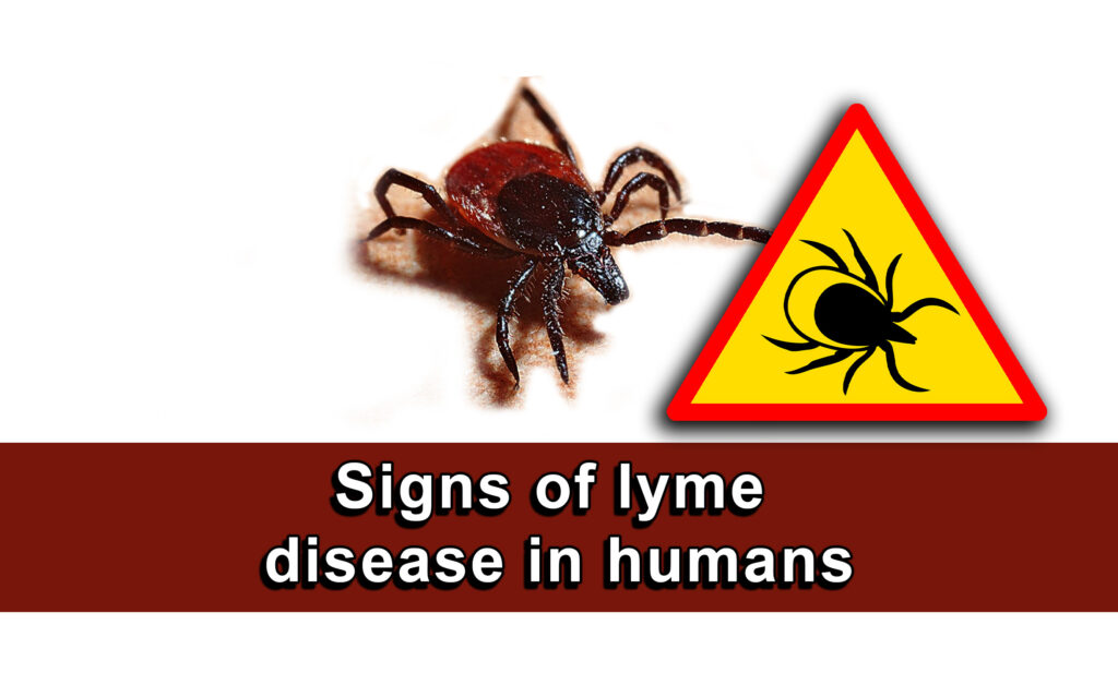 Signs of lyme disease in humans