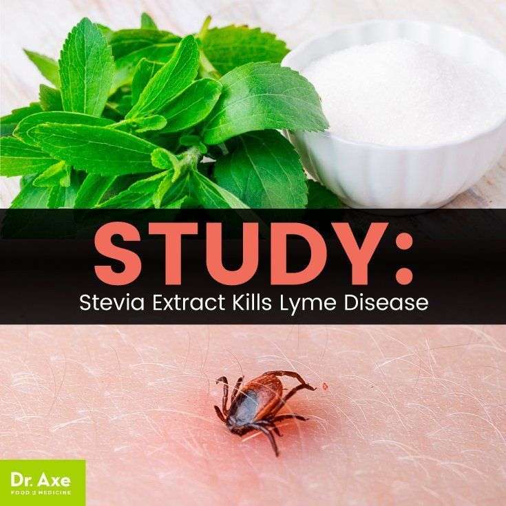 Stevia kills Lyme disease