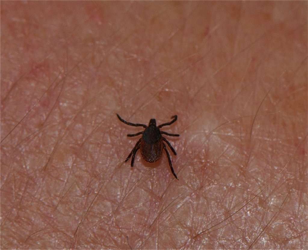 Ticks that can carry lyme disease found in #toronto. here