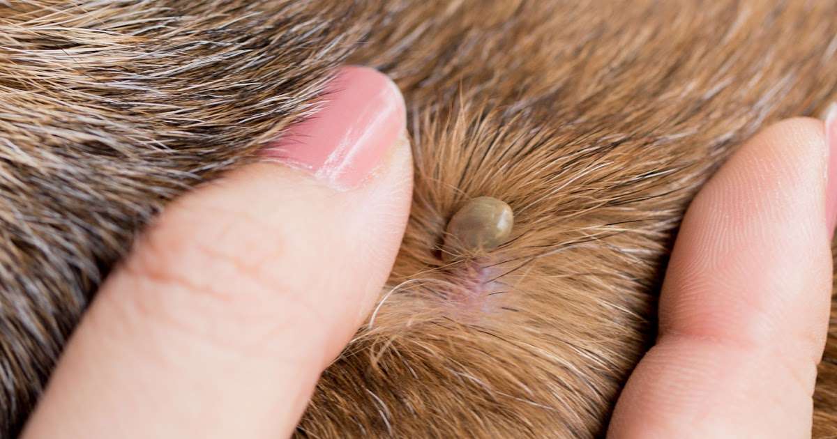 Treat Lyme Disease In Dogs
