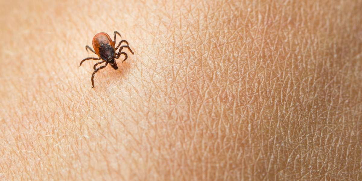 What Is the Best Lyme Disease Treatment?