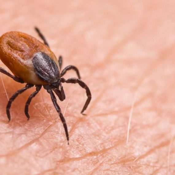 What Ticks Carry Lyme Disease Archives