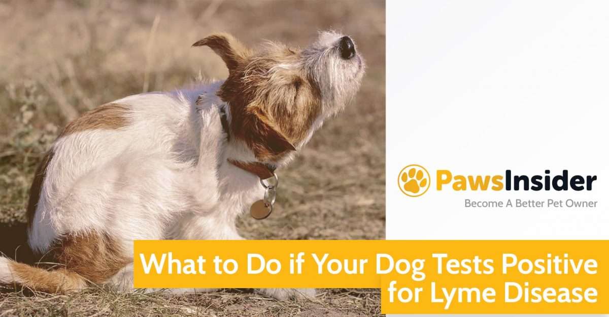 What To Do If Your Dog Tests Positive For Lyme Disease // Paws Insider
