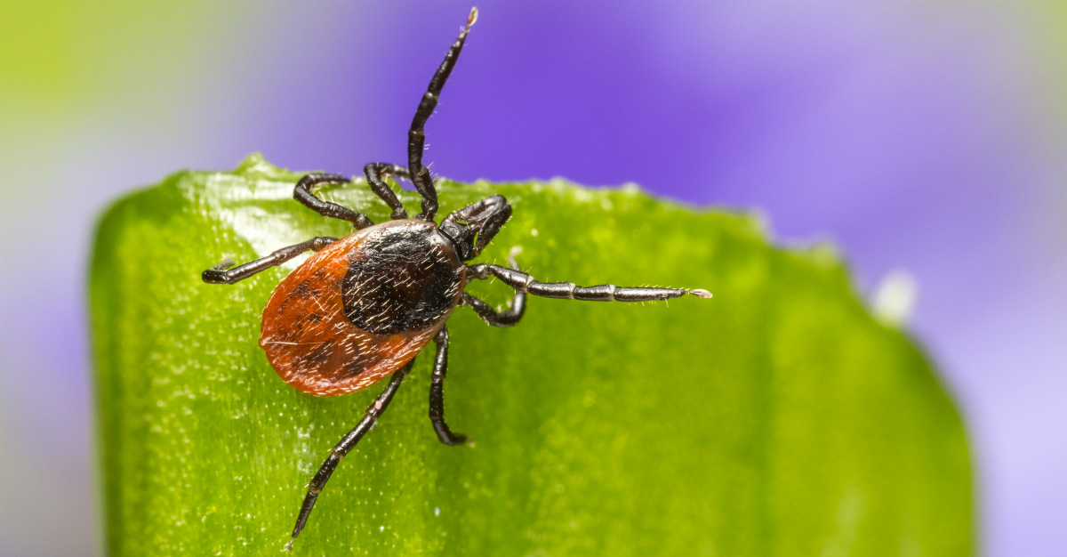 Why Isnt There a Vaccine for Lyme Disease?
