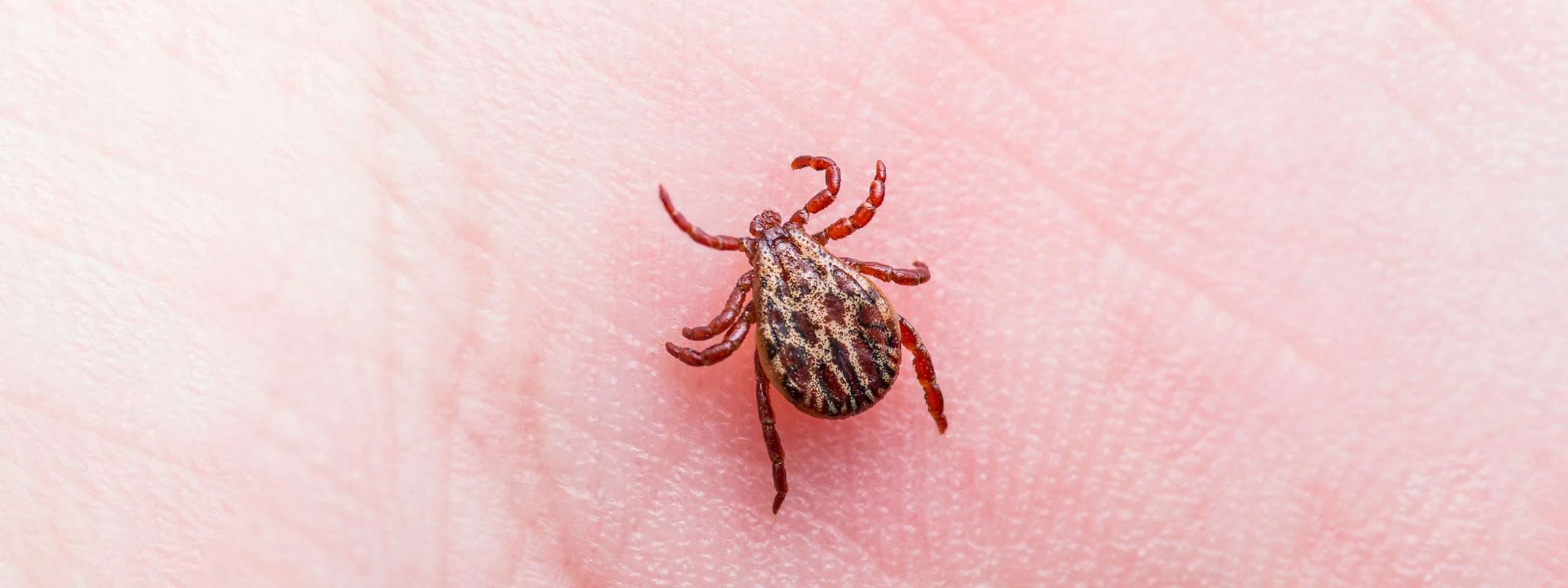 Will We Finally Get Another Lyme Disease Vaccine?