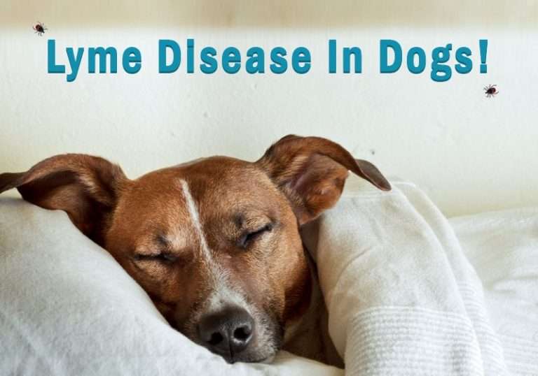 5 Clinical Symptoms Of Lyme Disease In Dogs