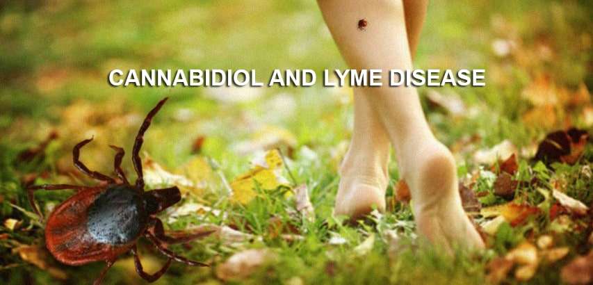 Can CBD Oil Help With Lyme Disease? CBD and Lyme Disease