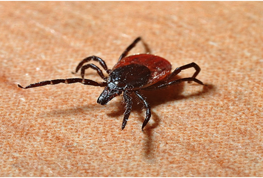 Can Lyme disease be fatal