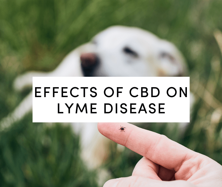 Effects of CBD on Lyme Disease: A Potential New Treatment Option