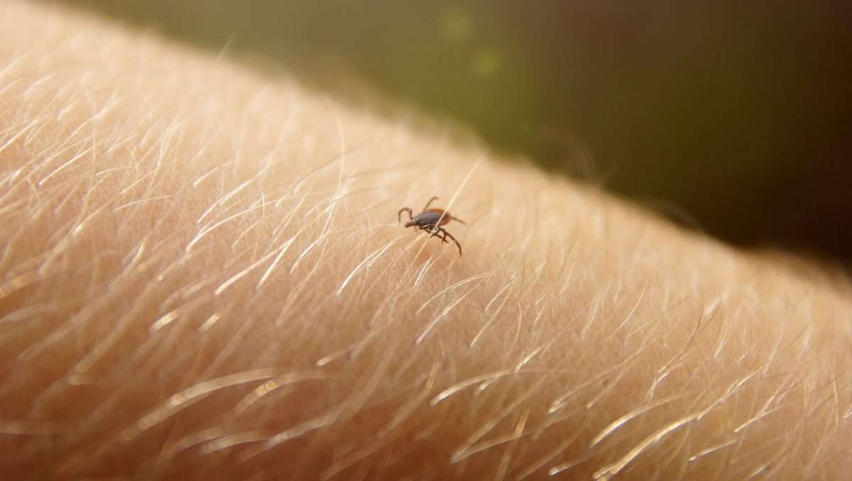 Exotic tick found in N.J. but no documented cases in Michigan