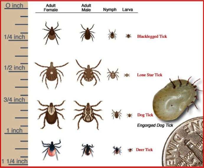 FYI, know your ticks. Tick species that transmit Lyme Disease: Black ...