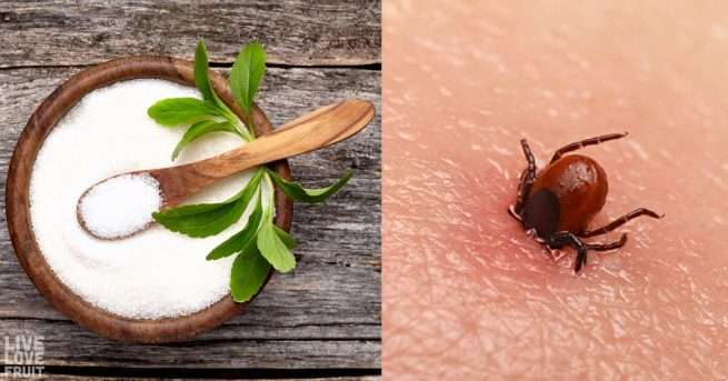 How Stevia and Other Herbs Kill Lyme Disease More Effectively Than ...