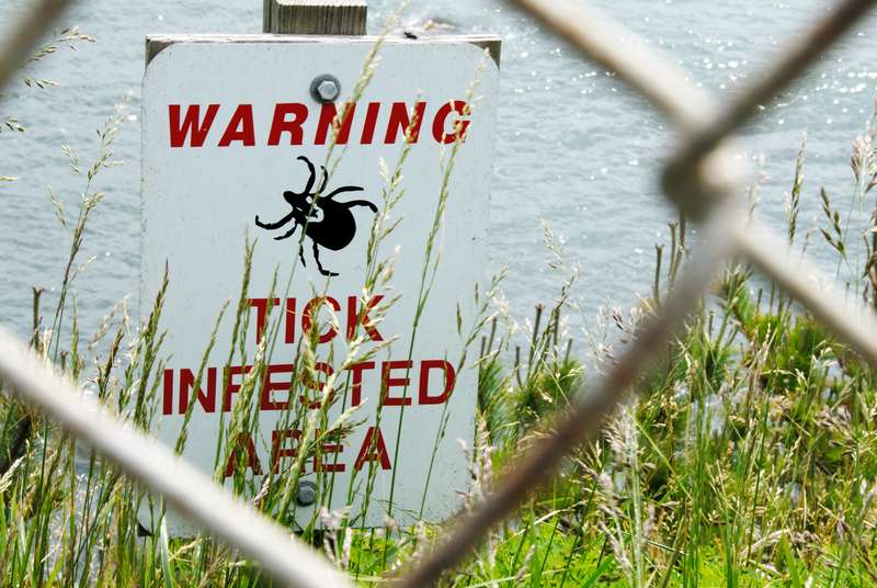 How to Prevent Lyme Disease