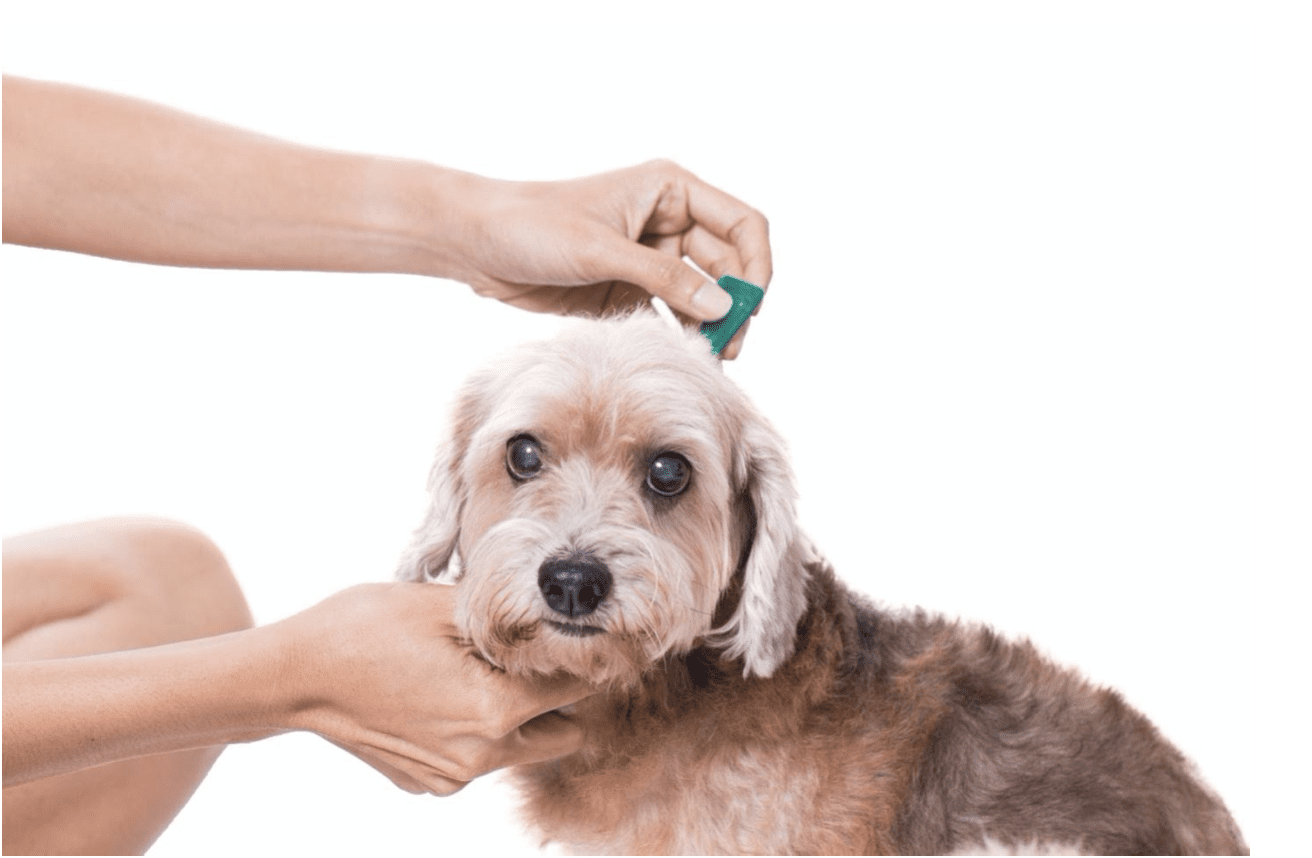 How to Treat a Lyme Disease Tick Bite on Your Dog