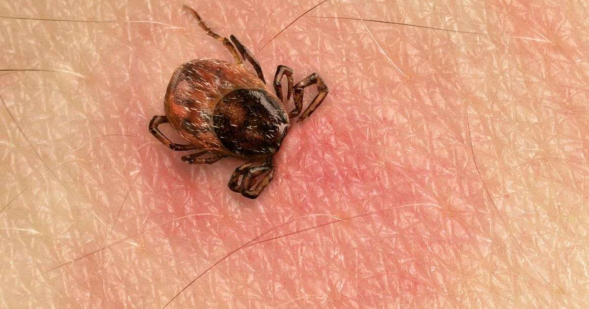 Inside Lyme Disease