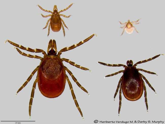 Just Ask Us: Can ticks in Wisconsin infect people with Lyme disease ...