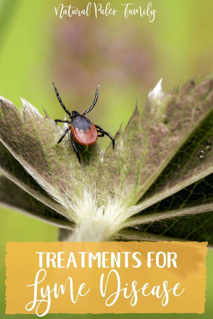 Learning Lyme: Treatments for Lyme Disease in 2020