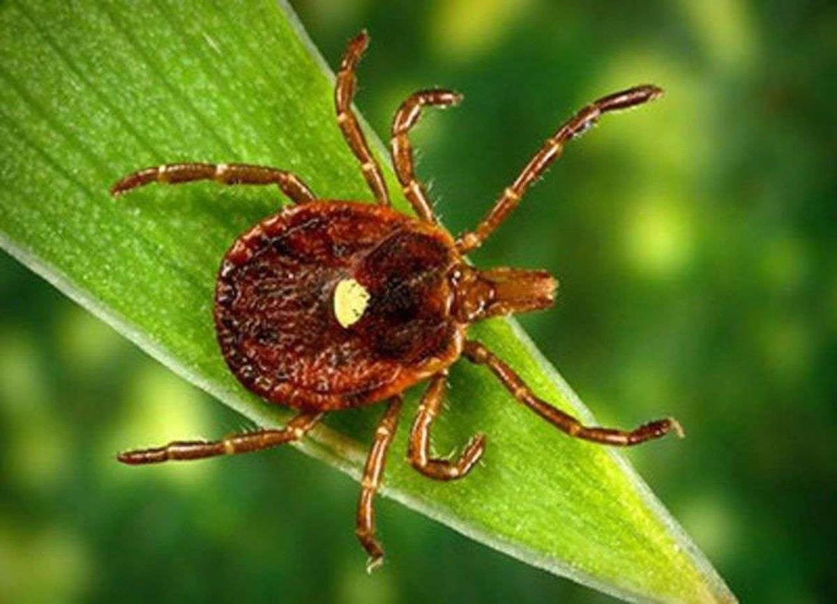 Lone Star Tick becoming active in Florida